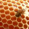 Ý nghĩa và đánh xổ số con gì khi mơ thấy ong