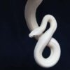 Giải mã bí ẩn giấc mơ thấy rắn trắng báo hiệu điều gì?