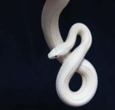 Giải mã bí ẩn giấc mơ thấy rắn trắng báo hiệu điều gì?