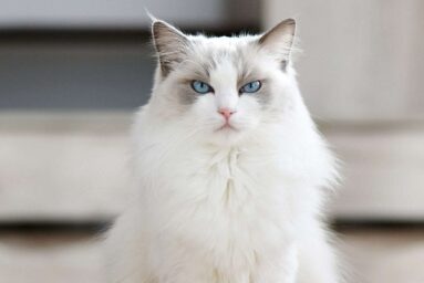 Mơ thấy mèo trắng tốt hay xấu đánh con gì rinh về số tiền lãi khủng?